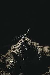 Shallow Focus Photography of Dragonfly on Soil thumbnail