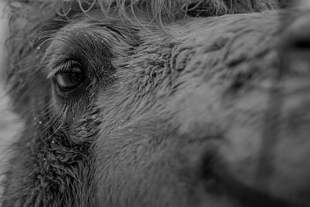 closeup photo of animal eye thumbnail