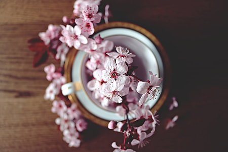 Cherry blossom flowers on table thumbnail