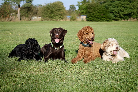 four dogs lying on lawn thumbnail