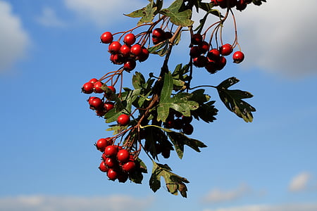 round red fruit photography thumbnail