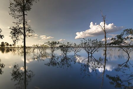 body of water near trees thumbnail
