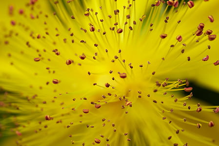 macro photography of brown stamens on yellow petaled flower thumbnail