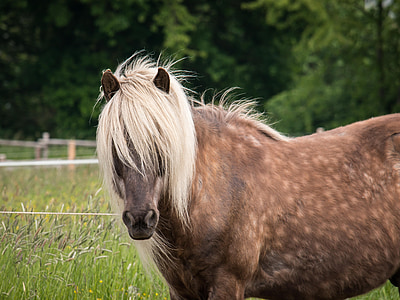 brown horse on green field during daytime thumbnail