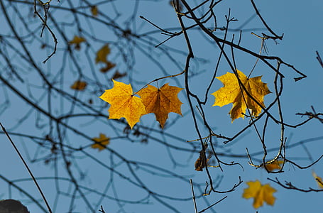selective focus photo of maple leaves thumbnail