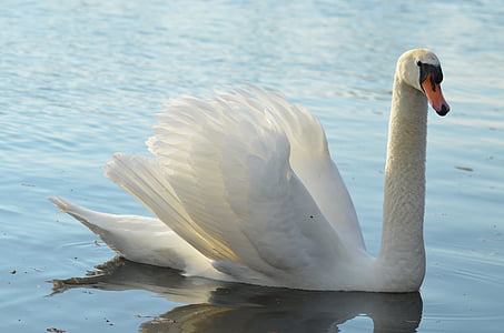white swan in body of water thumbnail