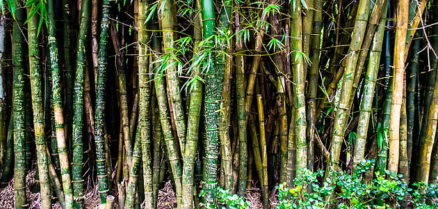 bamboo trees thumbnail