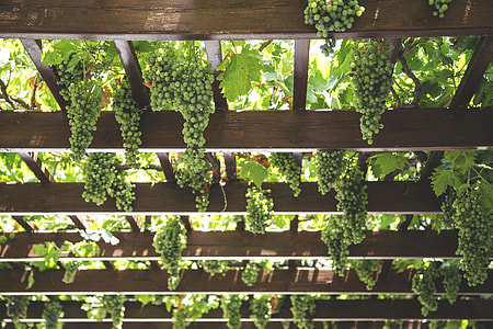 green grapes thumbnail