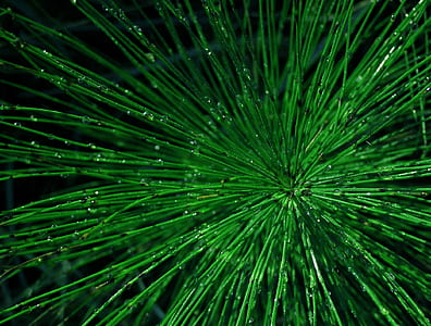 close-up photo of green leafed plant thumbnail