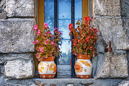 two red and pink wax begonia flowers in vase thumbnail