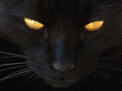orange eyes black cat thumbnail