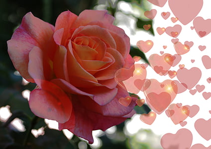 closeup photo of pink rose thumbnail