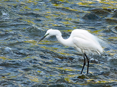 white bird on the water thumbnail