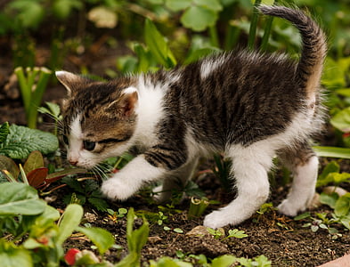 white and brown tabby kitten near green grass thumbnail
