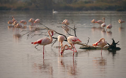 flock of flamingos on body of water thumbnail