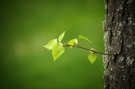 close up photograph of green leaf thumbnail