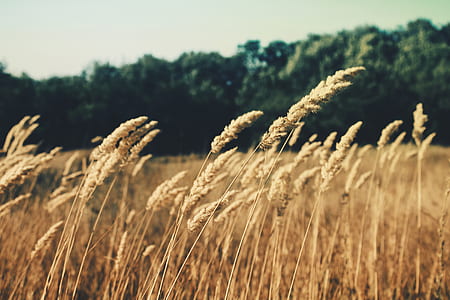 wheat field near trees thumbnail