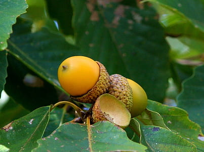 closeup photo of Acorn thumbnail
