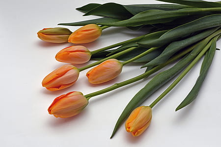 yellow flowers thumbnail