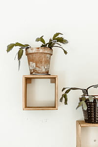 green potted plant on top of brown wooden wall rack thumbnail