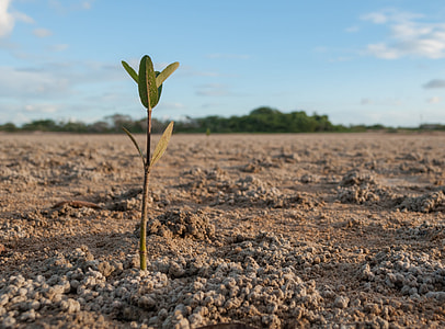 green plant sprouting from brown dirt under cloudy sky thumbnail