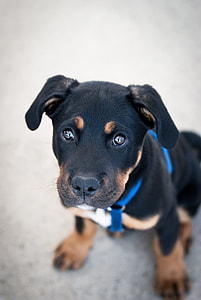 blac and tan puppy sitting on gray pavement thumbnail