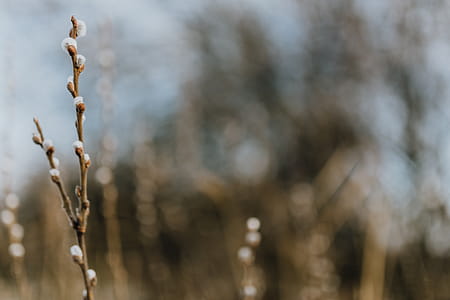 Fresh spring catkin branches thumbnail