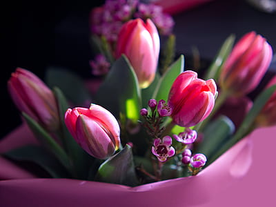 pink tulip flowers thumbnail