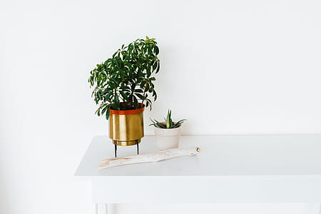 green plant in pot thumbnail