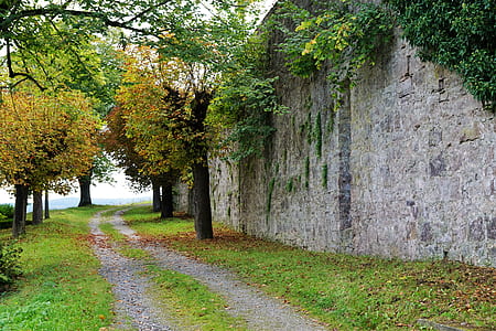green tree near wall thumbnail