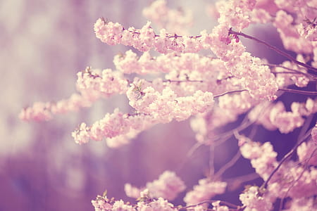 blossom tree thumbnail