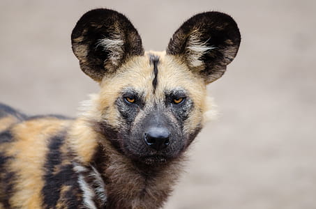brown and black African wild dog thumbnail