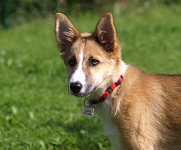 shallow-focus photography of short-coated tan and white dog thumbnail