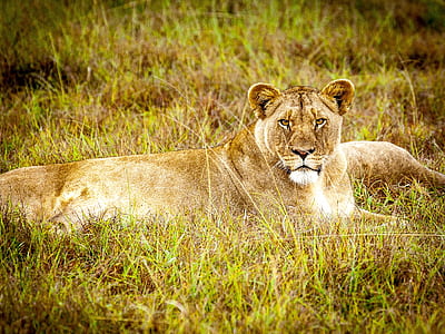 Brown Lioness thumbnail