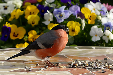 photo of brown and black bird thumbnail