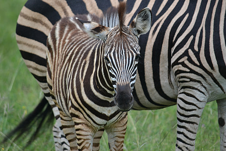 white and black okapi thumbnail