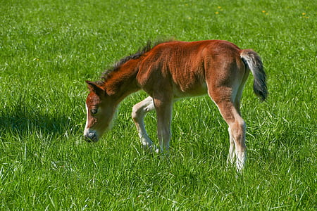 brown horse walking on grass field thumbnail