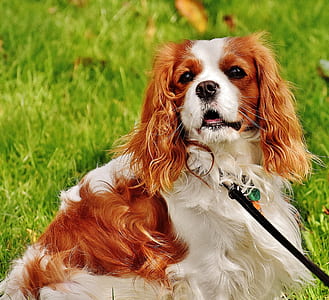 adult brown and white cavalier King Charles spaniel on green grass lawn thumbnail