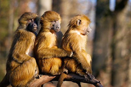 three monkeys on branch thumbnail