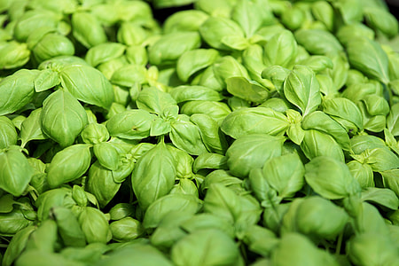 green leafed plants thumbnail