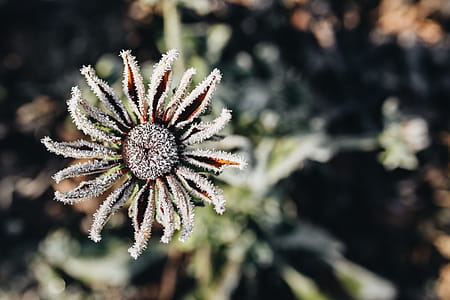 Frozen flower thumbnail