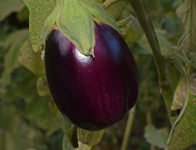 purple eggplant closeup photography thumbnail