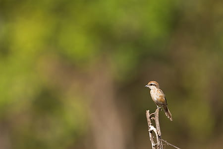 shallow focus photo of brown and white bird thumbnail
