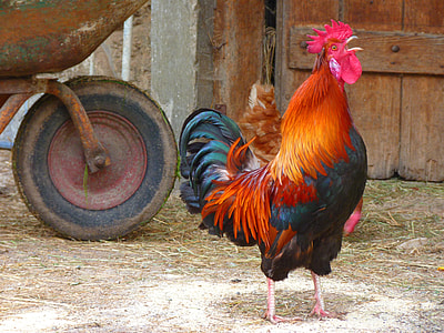 selective focus photography of red rooster near brown wheelbarrow thumbnail