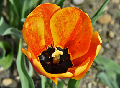 selective focus photo of orange tulip flower thumbnail
