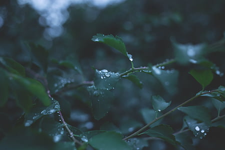 shallow focus of waterdrops on green leaves thumbnail
