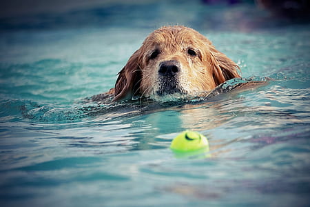 adult golden retriever in water near floating green ball thumbnail