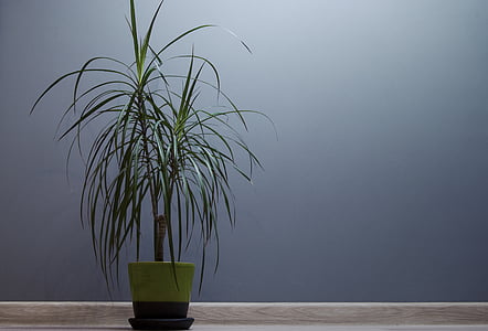 minimalist photography of green leafed potted plant against gray wall thumbnail