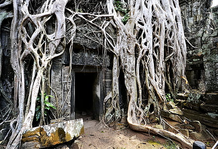 photo of gray building and tree root thumbnail