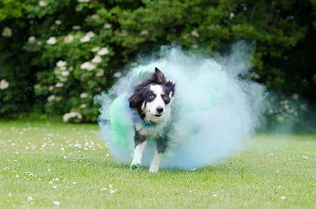 black and white dog running on grass field thumbnail